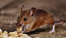 24 Hour & Emergency Exterminators in Adrian, WA
